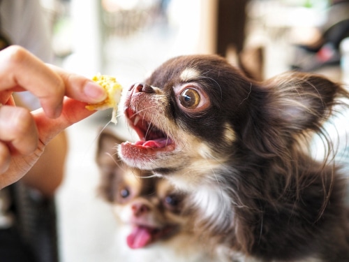 Chihuahua Is Eating