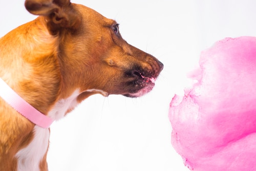 Dog ate cottoncandy