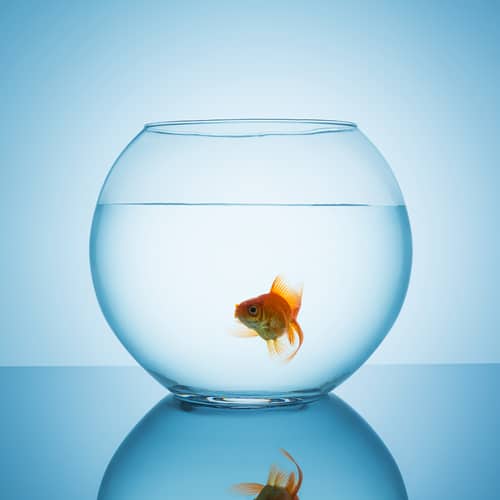 Goldfish Swimming