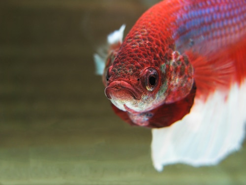 Hungry Betta Fish