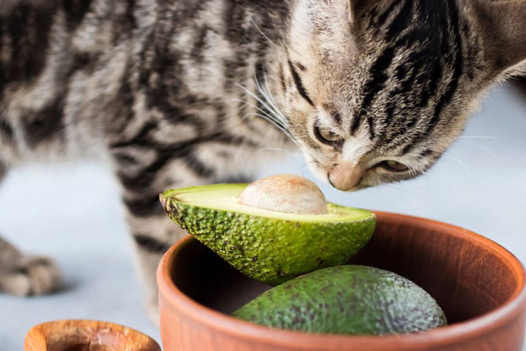 Can cat eat avocado