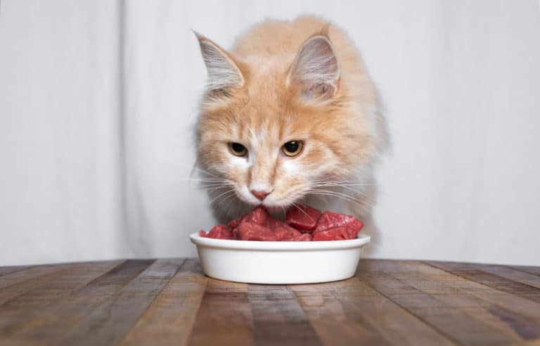 Cats Eat Raw Beef