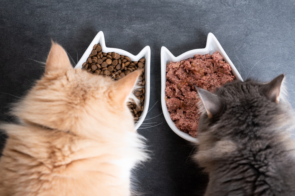 Cats Eating Wet and Dry Cat Food