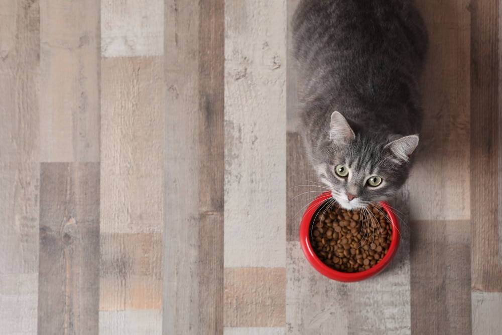 Indoor cat eating food