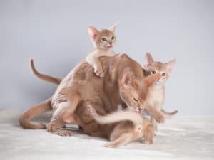 Cats Move Their Kittens