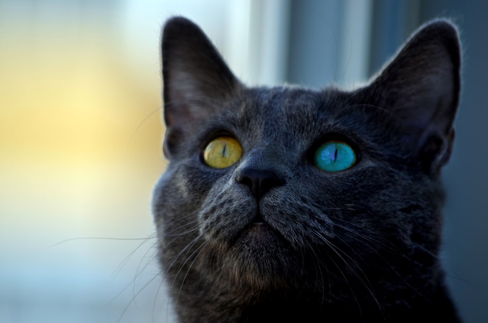 A cat with 2 different eye colors