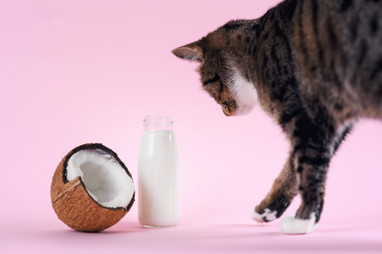 Coconut MilkOil
