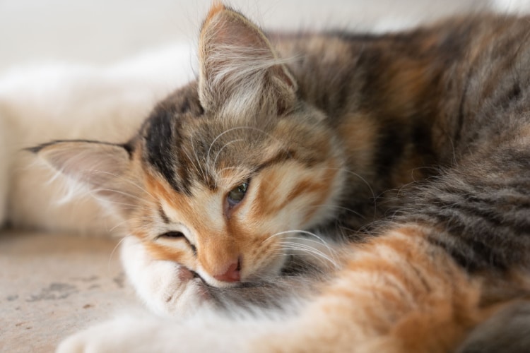 A sick cat
