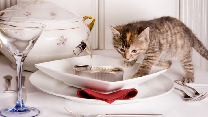 Cat Eat Sardines