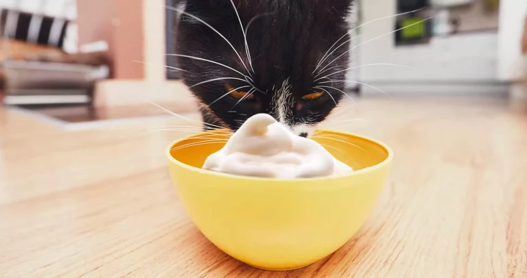 Cat with mayo
